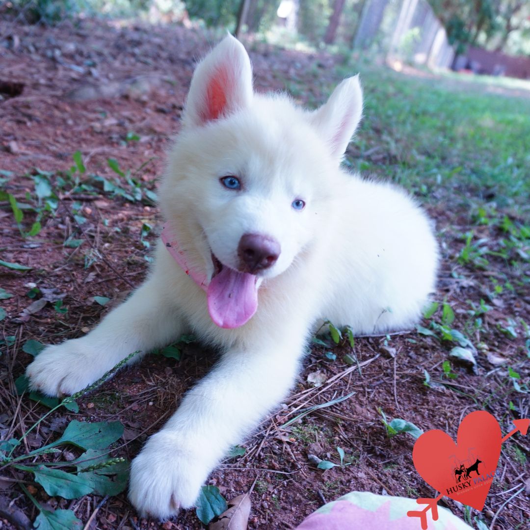 Solid White Siberian Husky Puppy