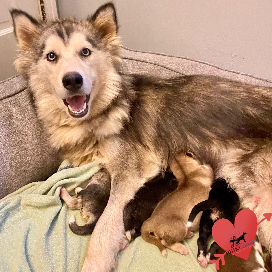 Husky For Sale