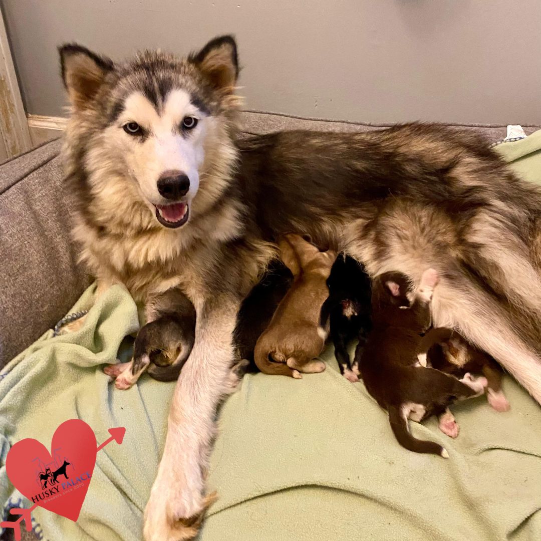 april – siberian husky for sale april