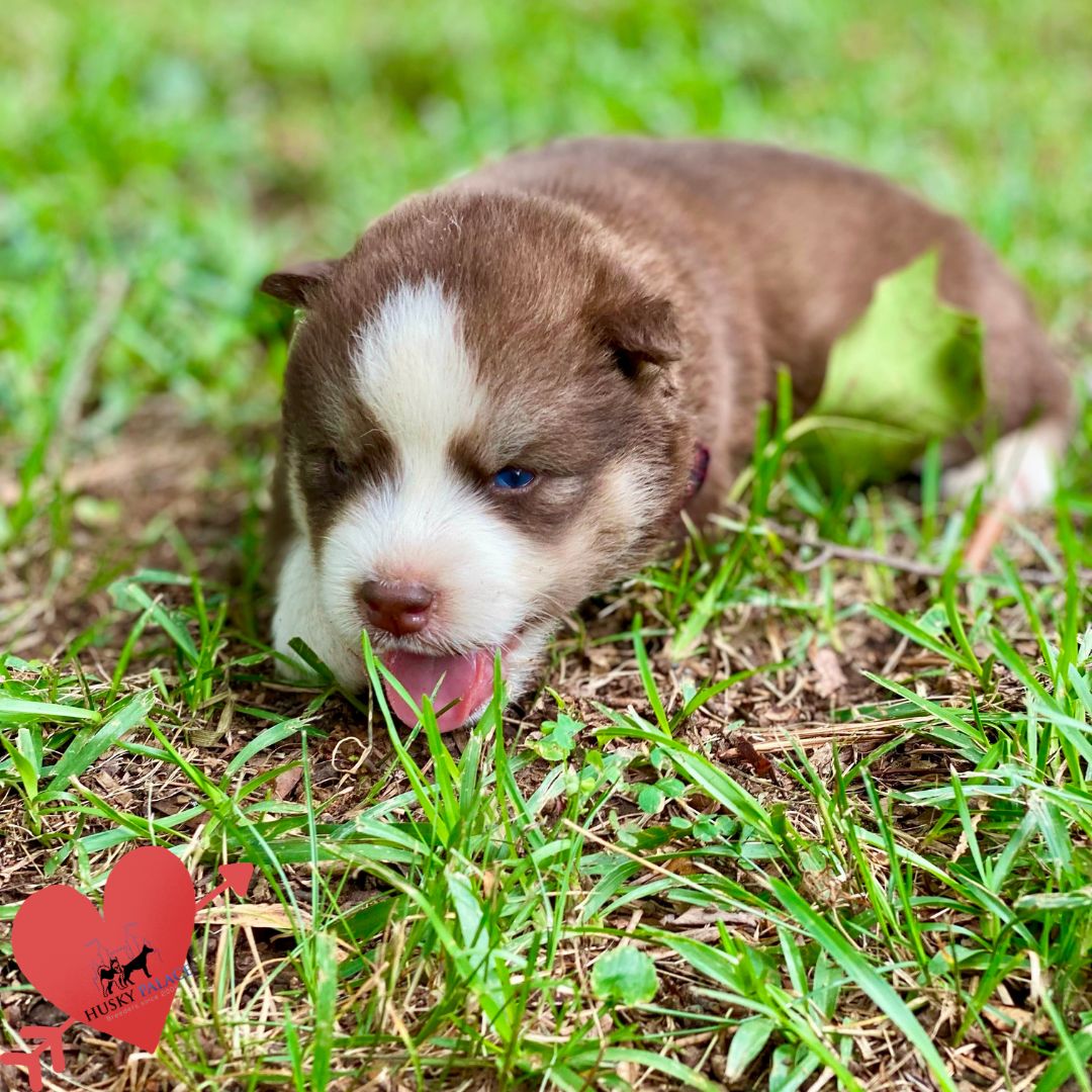 Copper Husky Puppy