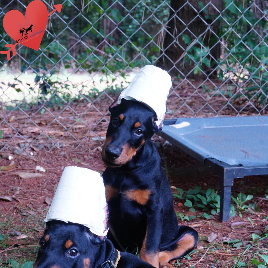 100% Euro Doberman