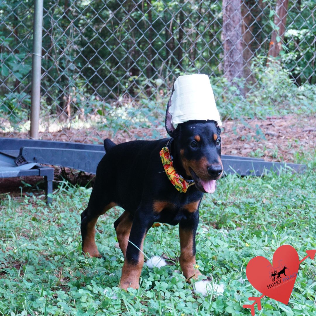 AKC Doberman Puppy