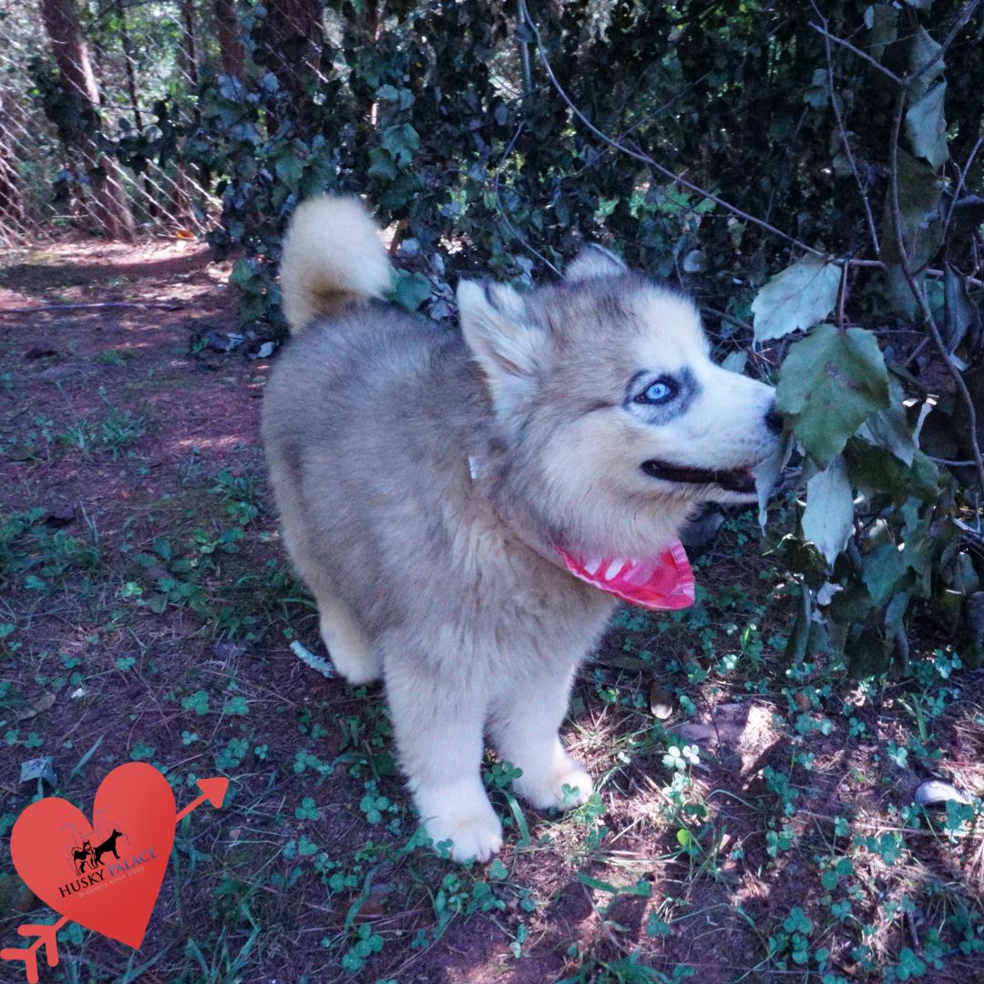 AKC Siberian Husky Puppies buford AKC Siberian Husky Puppies