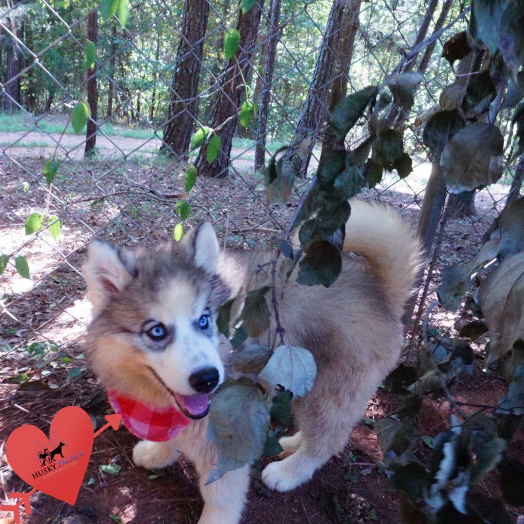 AKC Siberian Husky Puppies dunwoody AKC Siberian Husky Puppies