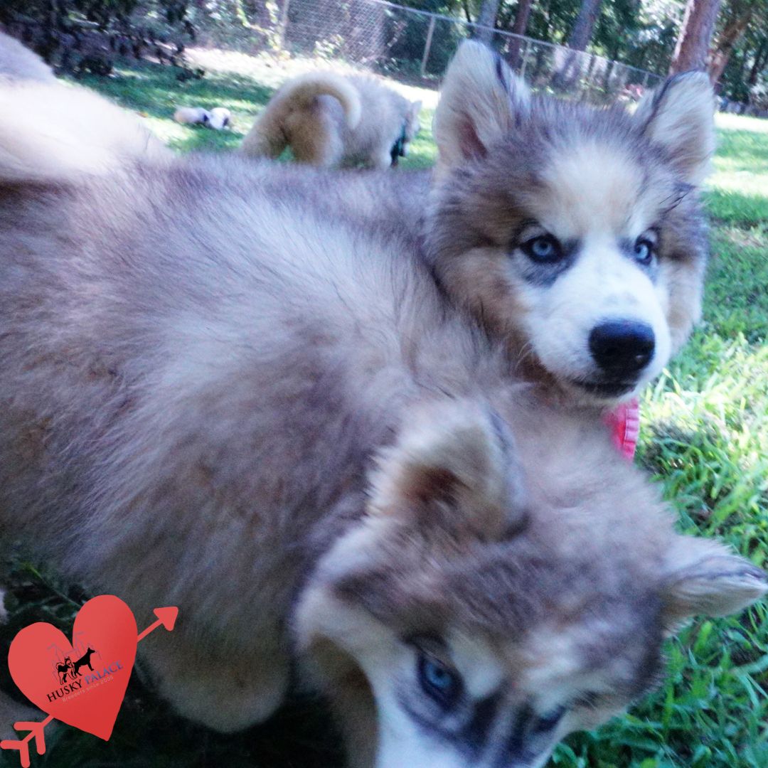 AKC Siberian Husky Puppies norcross AKC Siberian Husky Puppies