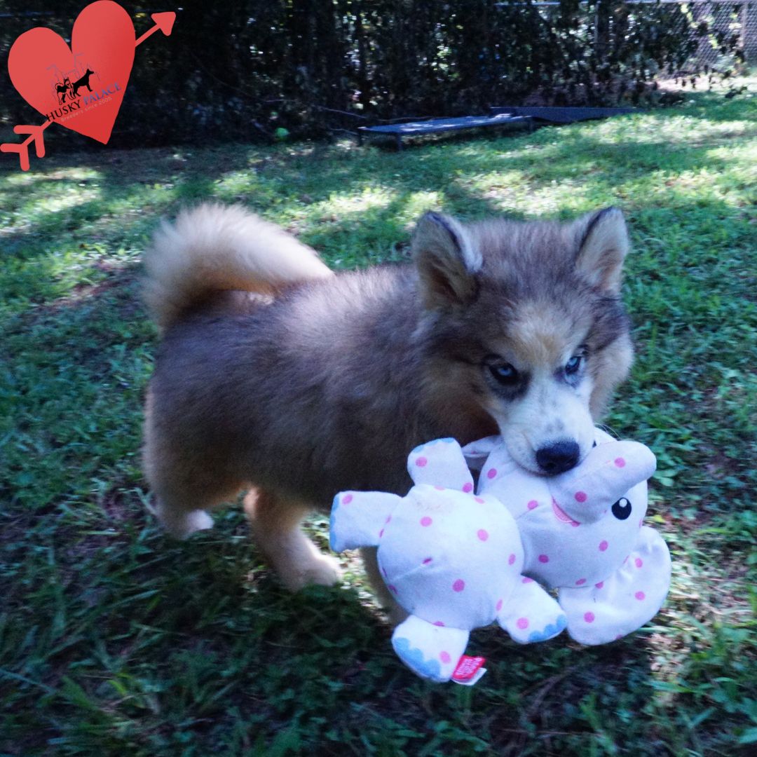AKC Siberian Husky Puppies statesboro AKC Siberian Husky Puppies