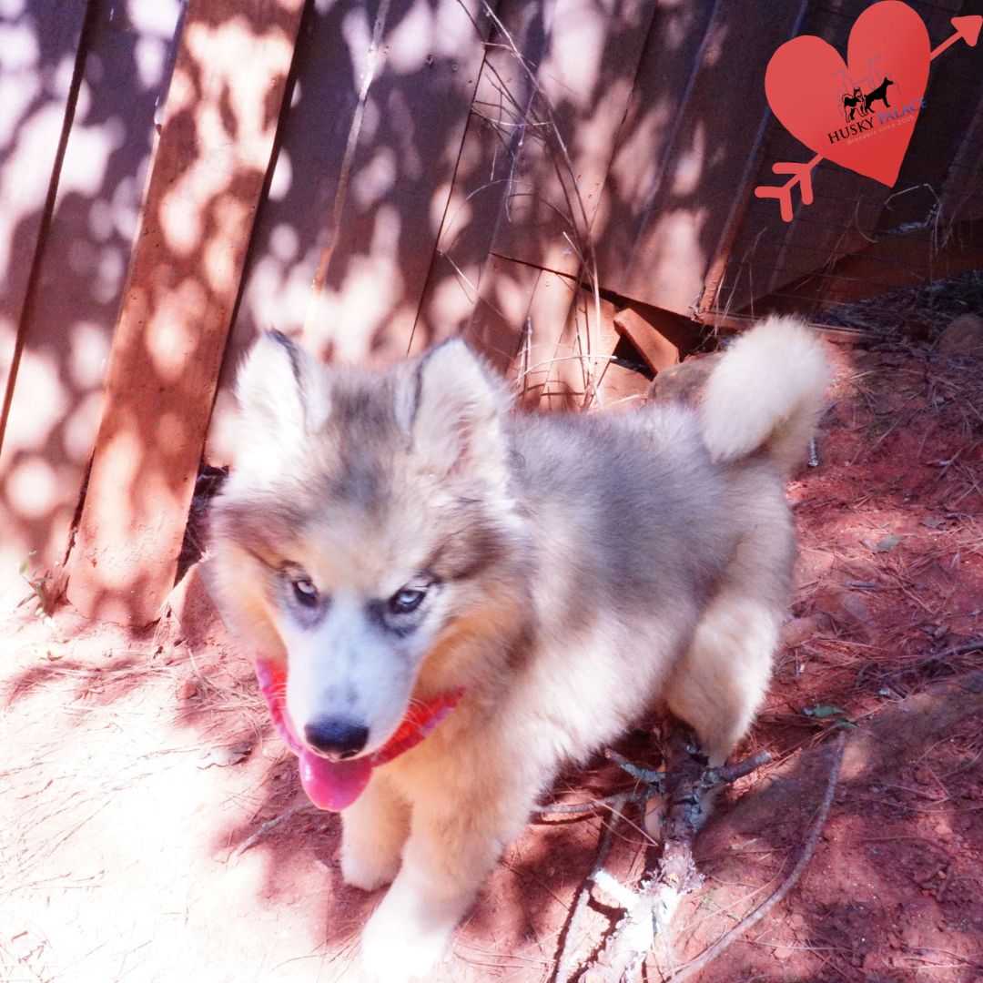 AKC Siberian Husky Puppies villa rica AKC Siberian Husky Puppies