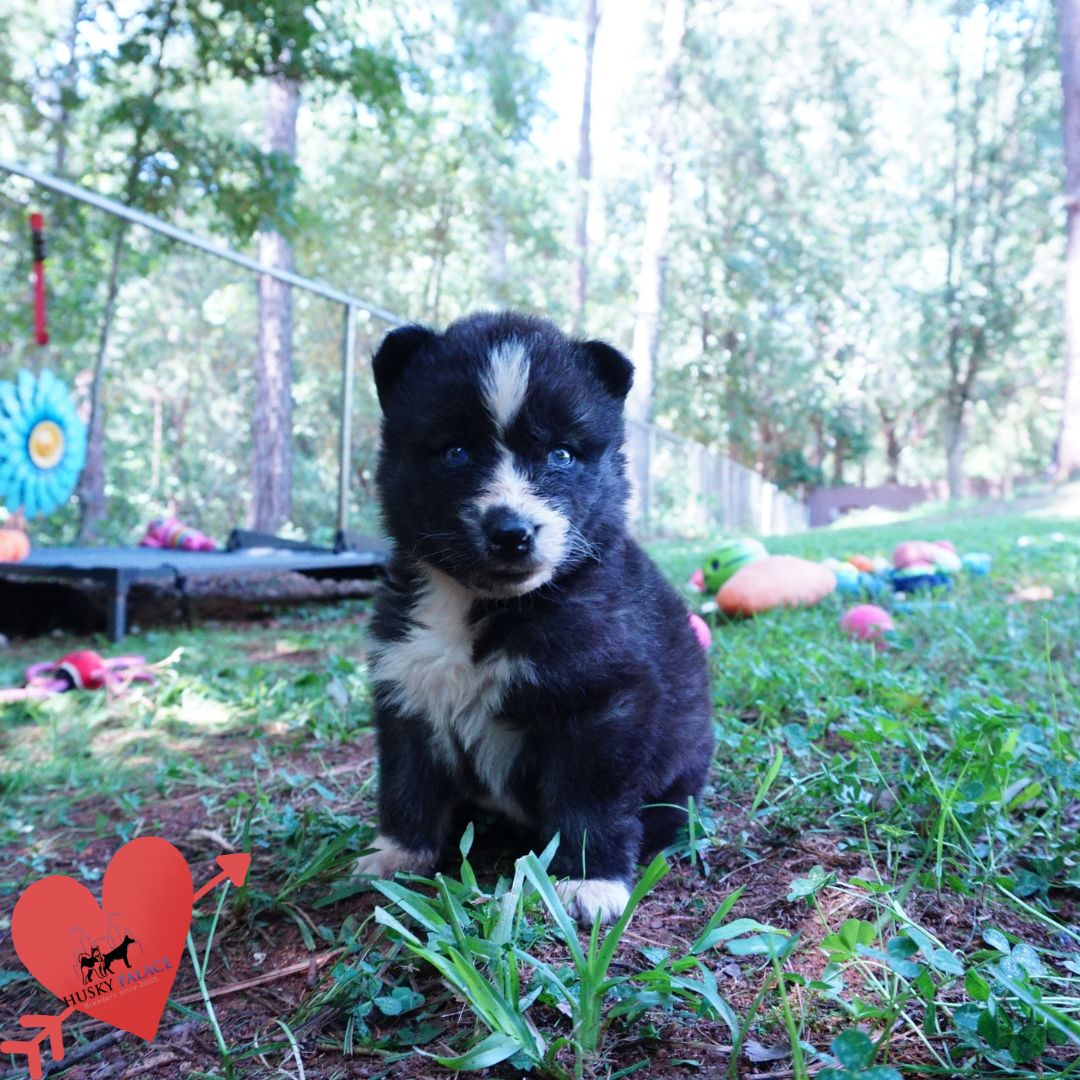 Agouti Husky Pup anderson Agouti Husky Pup