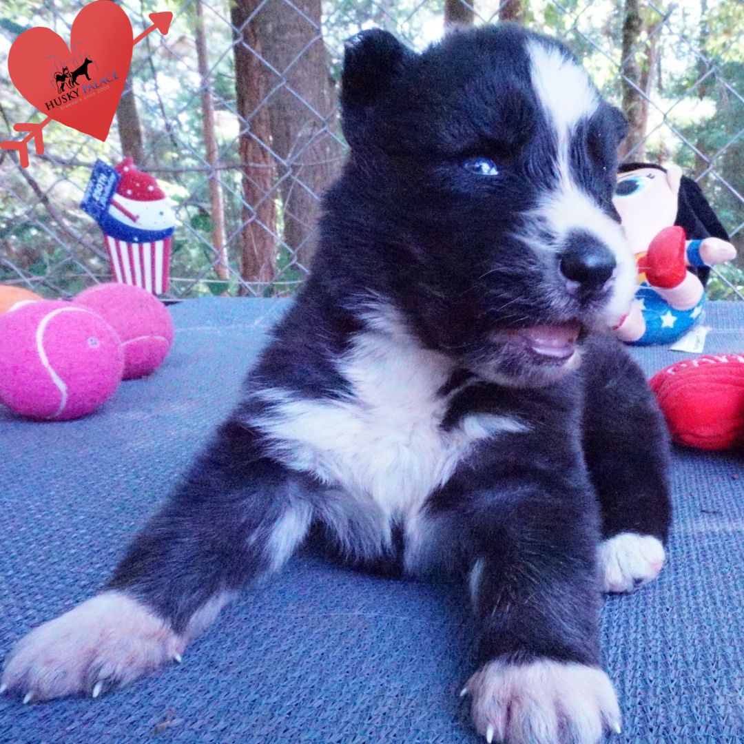 Agouti Husky Pup breeder Agouti Husky Pup