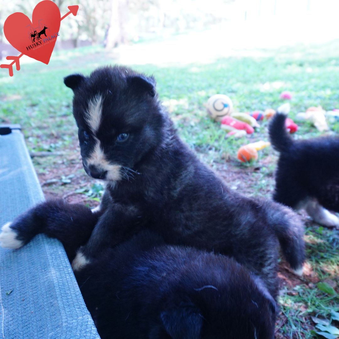 Agouti Husky Pup charleston Agouti Husky Pup