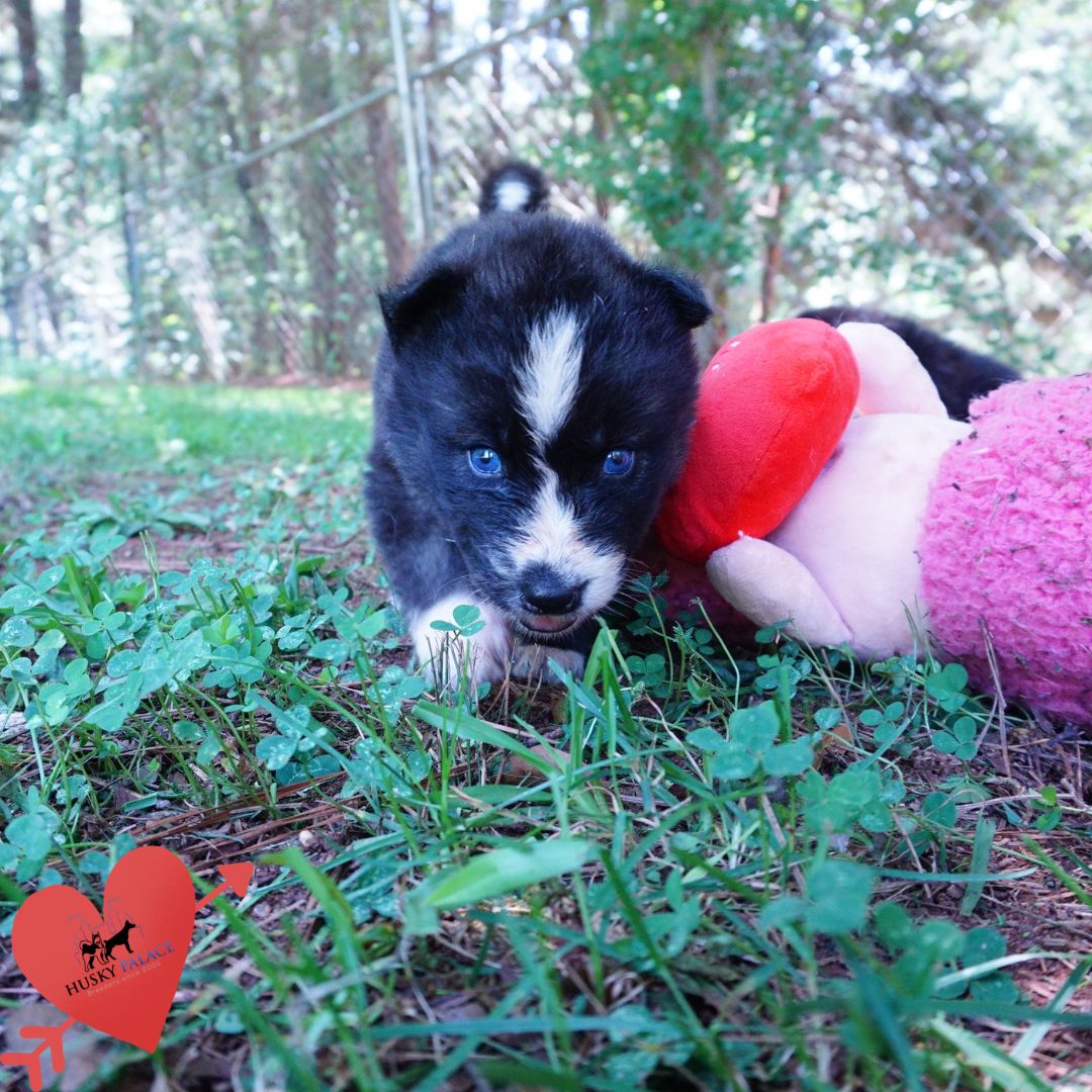 Agouti Husky Pup columbia Agouti Husky Pup