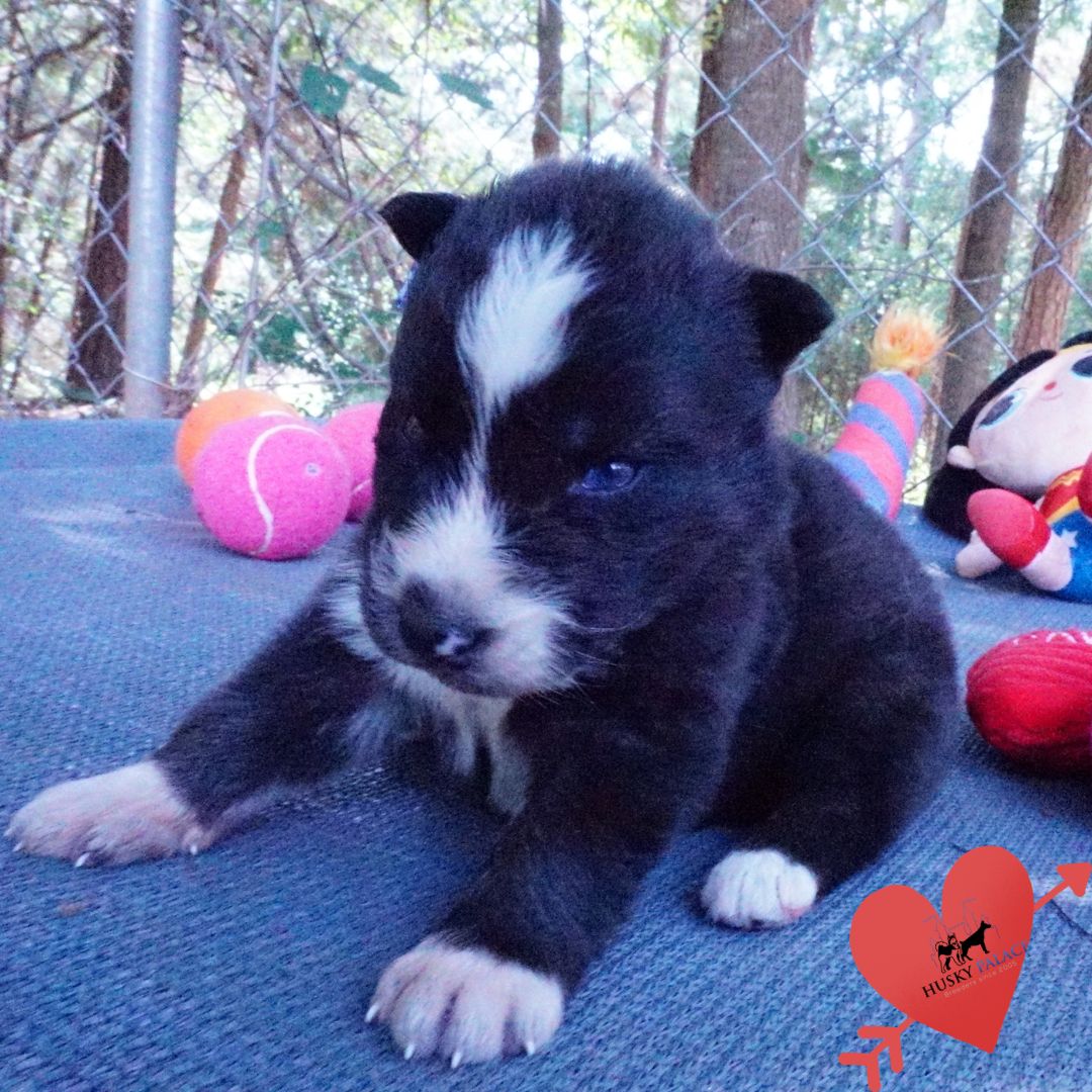 Agouti Husky Pup for sale Agouti Husky Pup