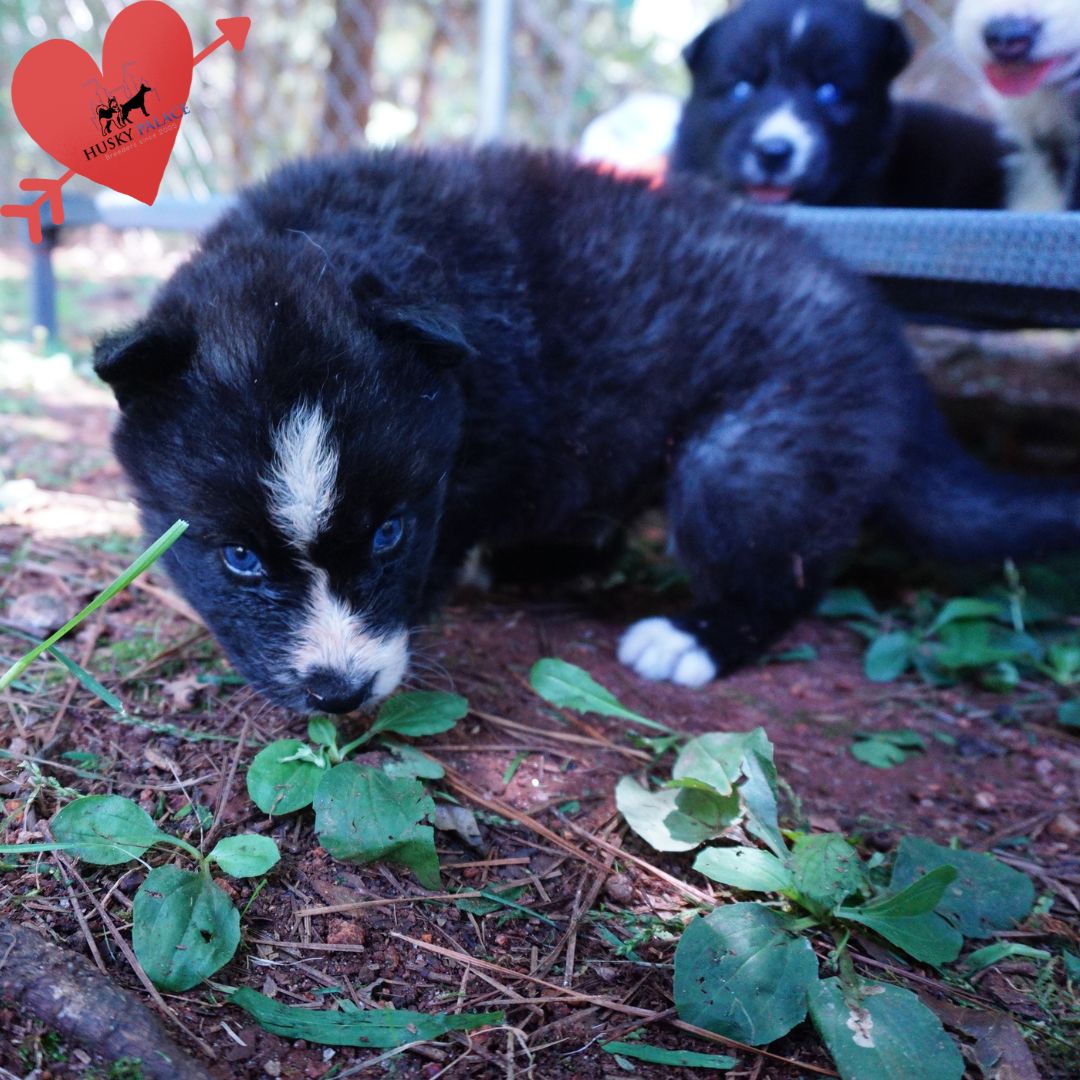 Agouti Husky Pup greenville Agouti Husky Pup