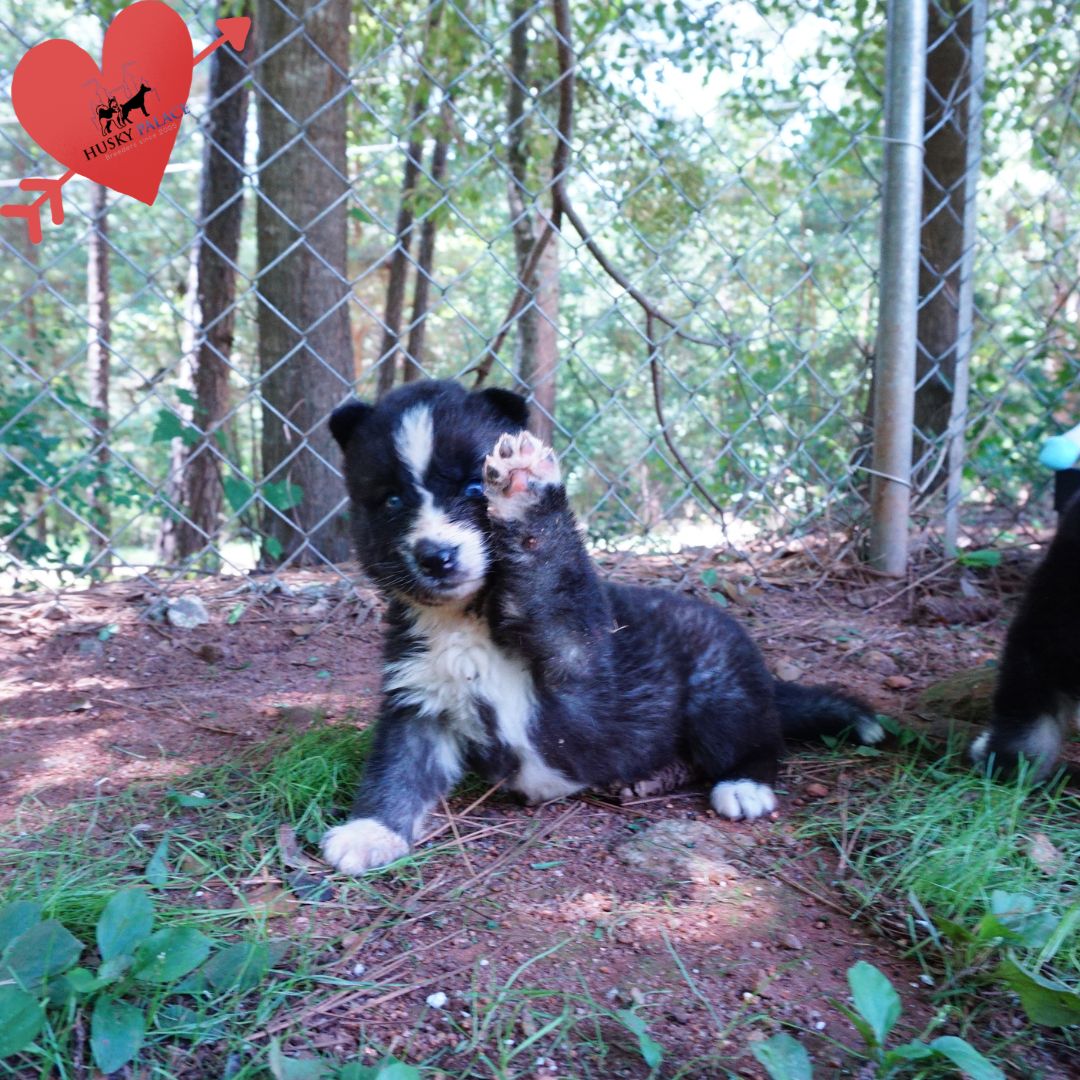 Agouti Husky Pup hilton head Agouti Husky Pup