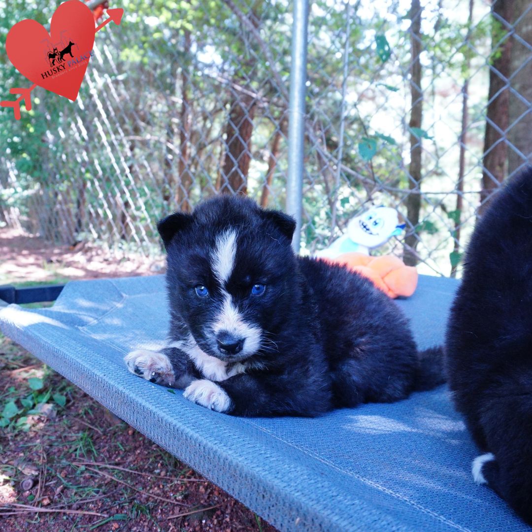 Agouti Husky Pup laurens Agouti Husky Pup