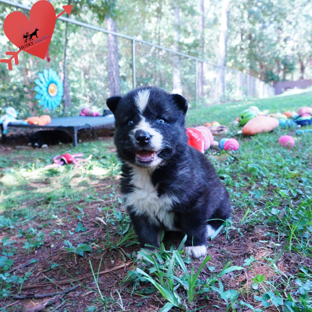 Agouti Husky Pup marietta Agouti Husky Pup