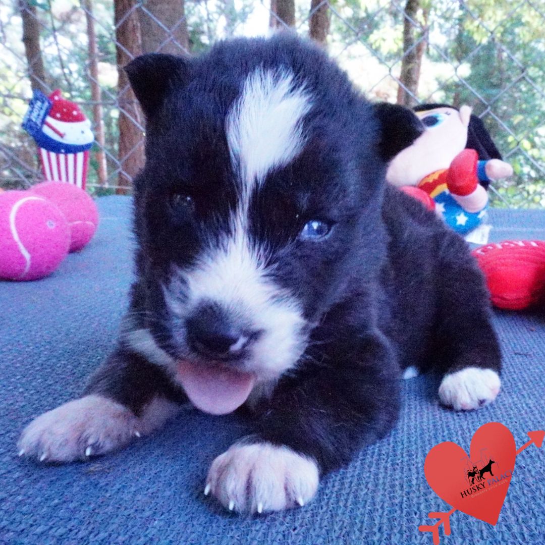 Agouti Husky Pup near me Agouti Husky Pup