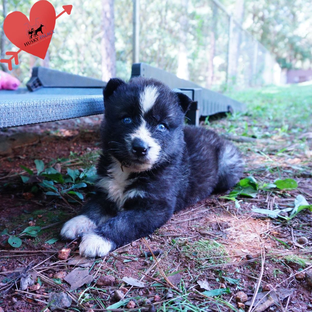 Agouti Husky Pup