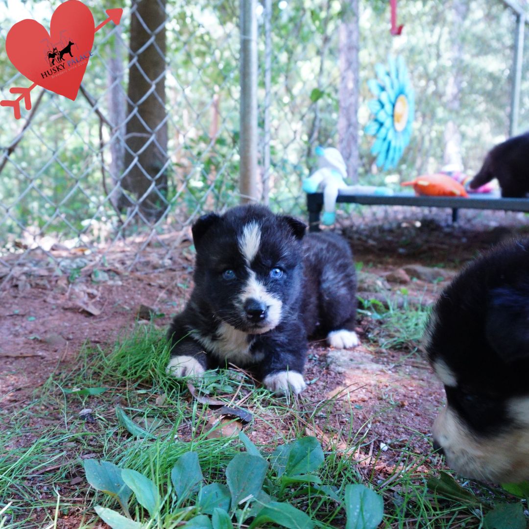 Agouti Husky Pup spartanburg Agouti Husky Pup