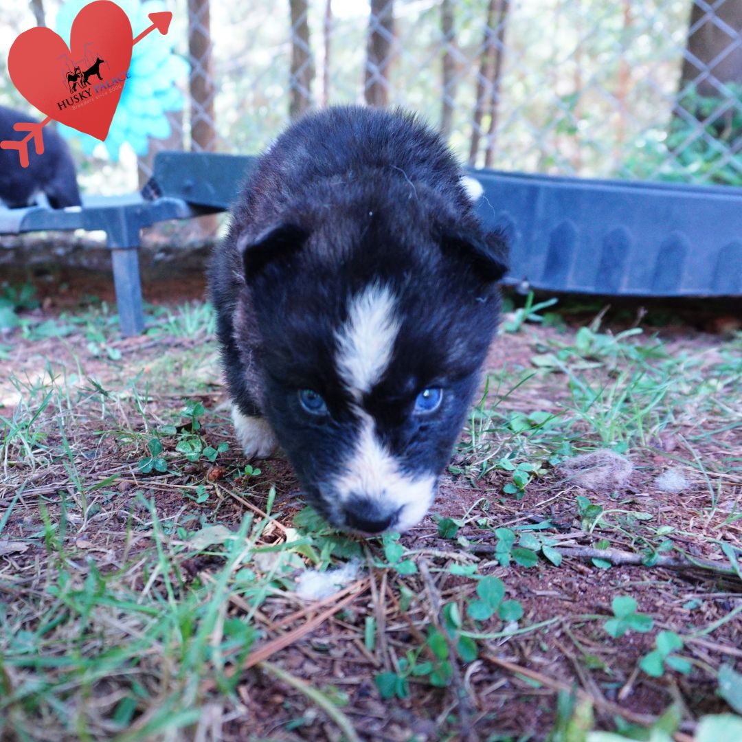 Agouti Husky Pup st. matthews Agouti Husky Pup