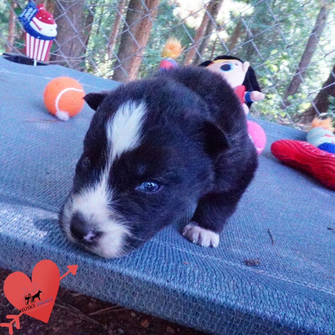 Agouti Husky Pup vivi Agouti Husky Pup