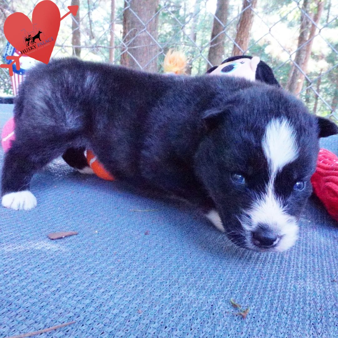 Agouti Husky Pup, vivi Agouti Husky Pup