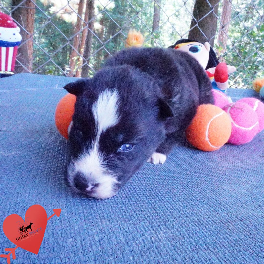Agouti Husky Pup – vivi Agouti Husky Pup