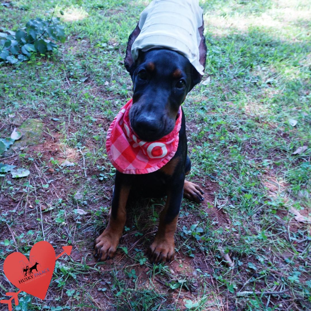 Black/rust Doberman Puppy