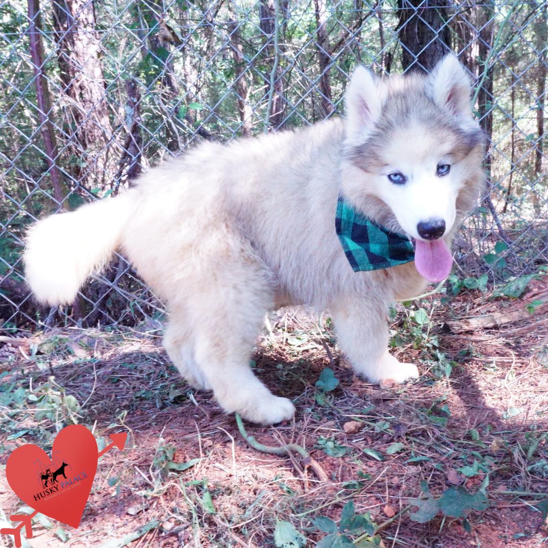 Black:white Husky