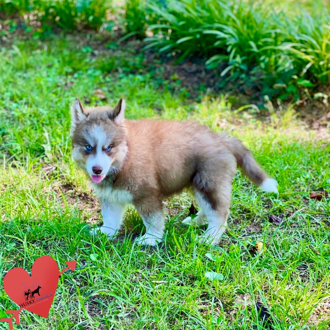 Copper Husky Puppy