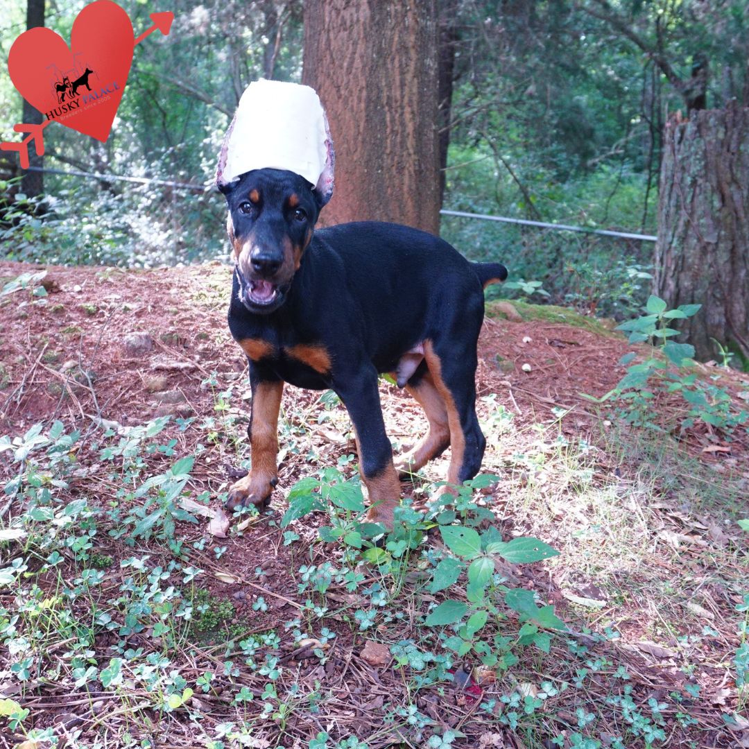 Doberman Pinscher Puppies For Sale
