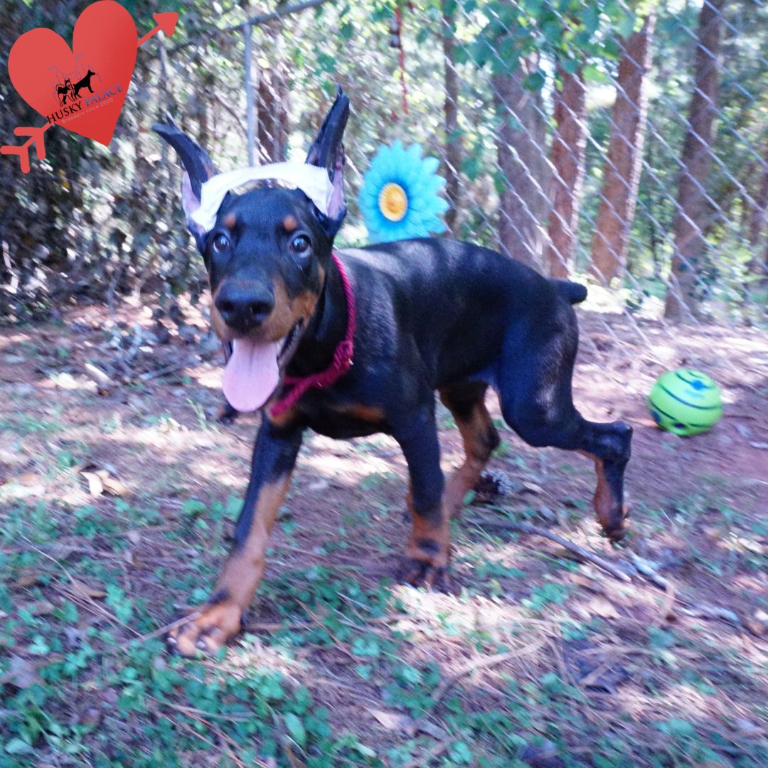 Doberman Pinscher Puppies For Sale