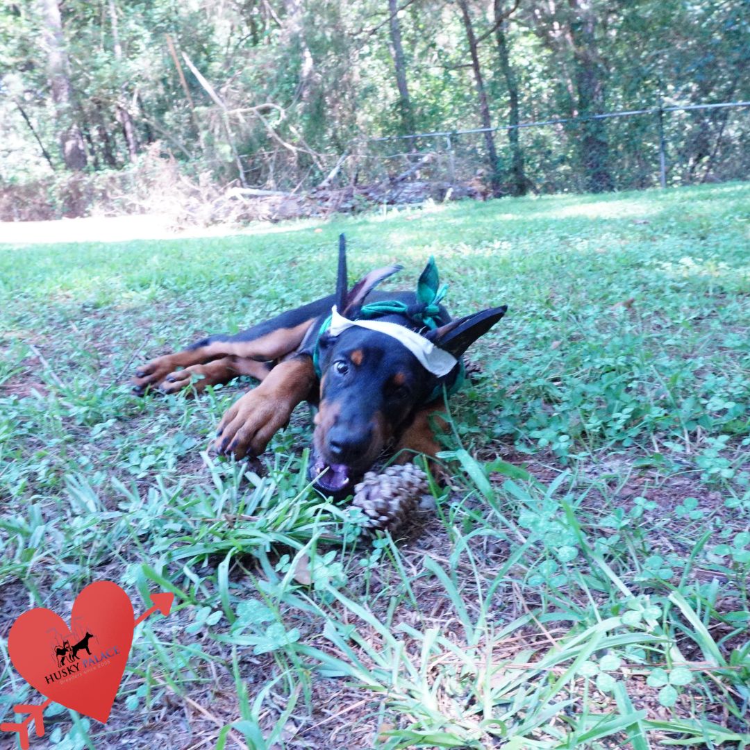 Doberman Pinscher Puppies For Sale