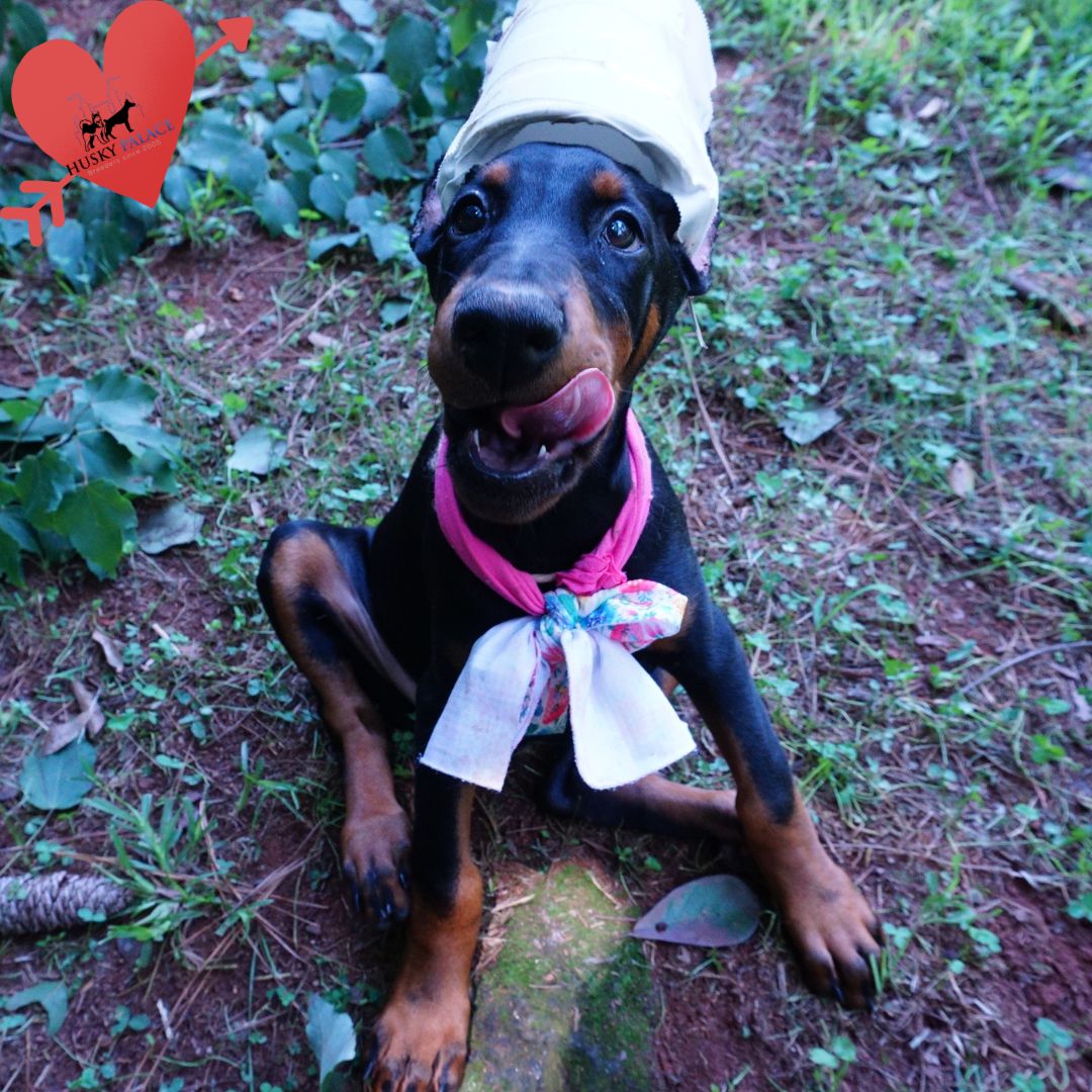 European Dobermans acworth