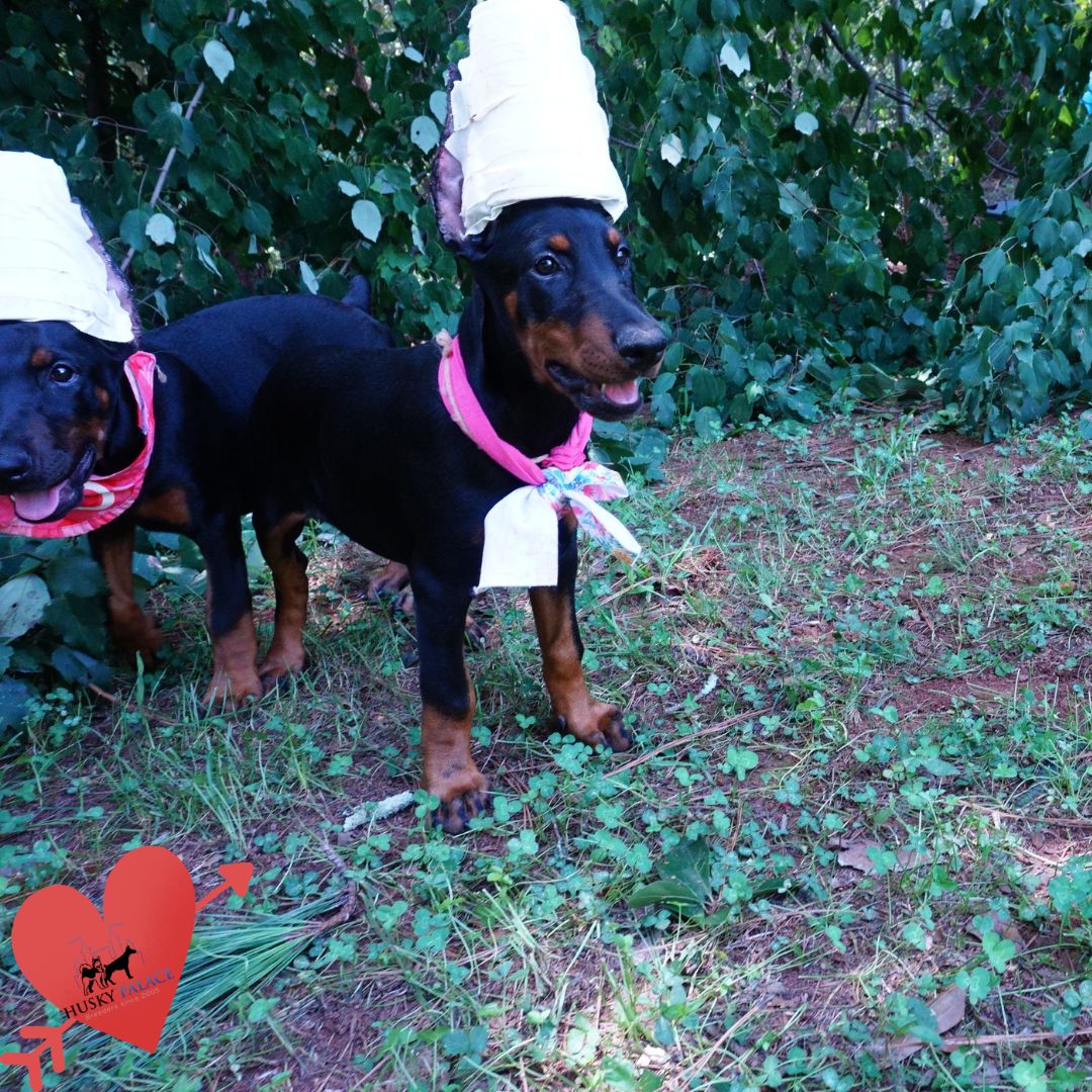 European Dobermans atlanta European Dobermans