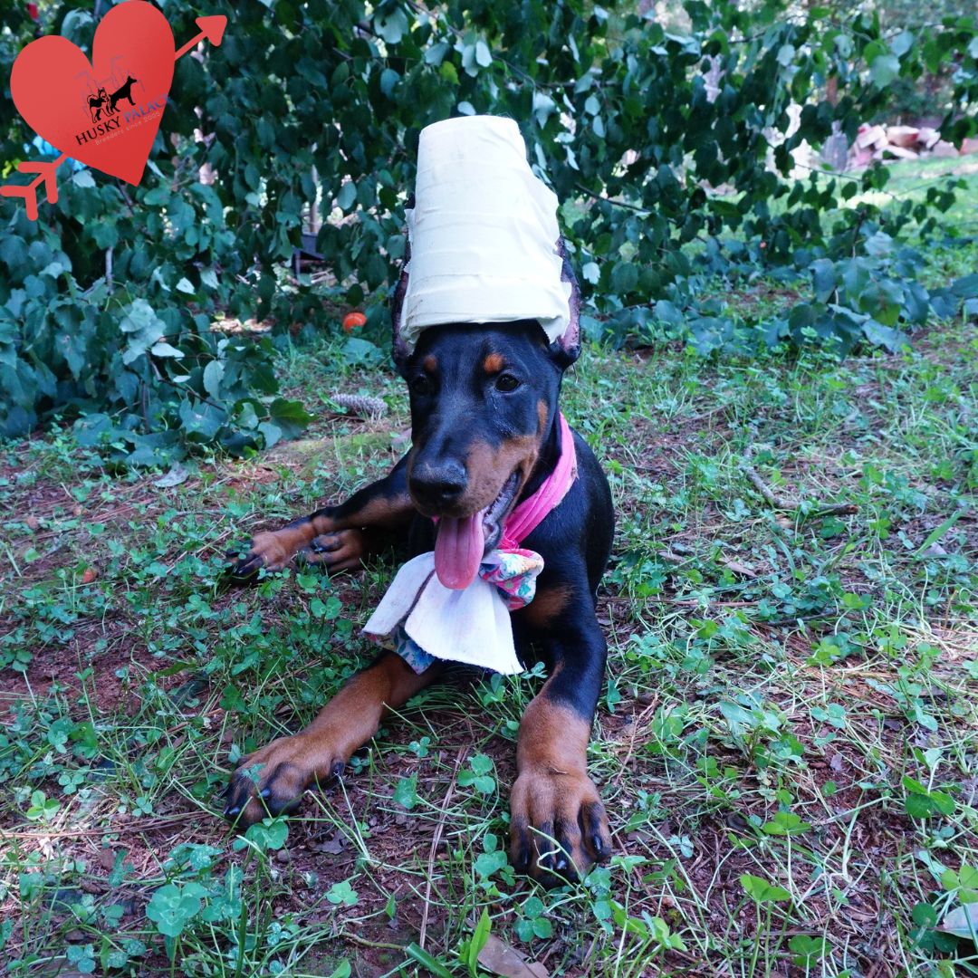 European Dobermans augsta European Dobermans