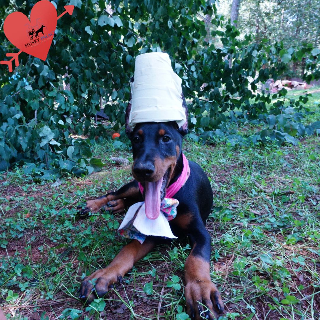 European Dobermans loganville European Dobermans