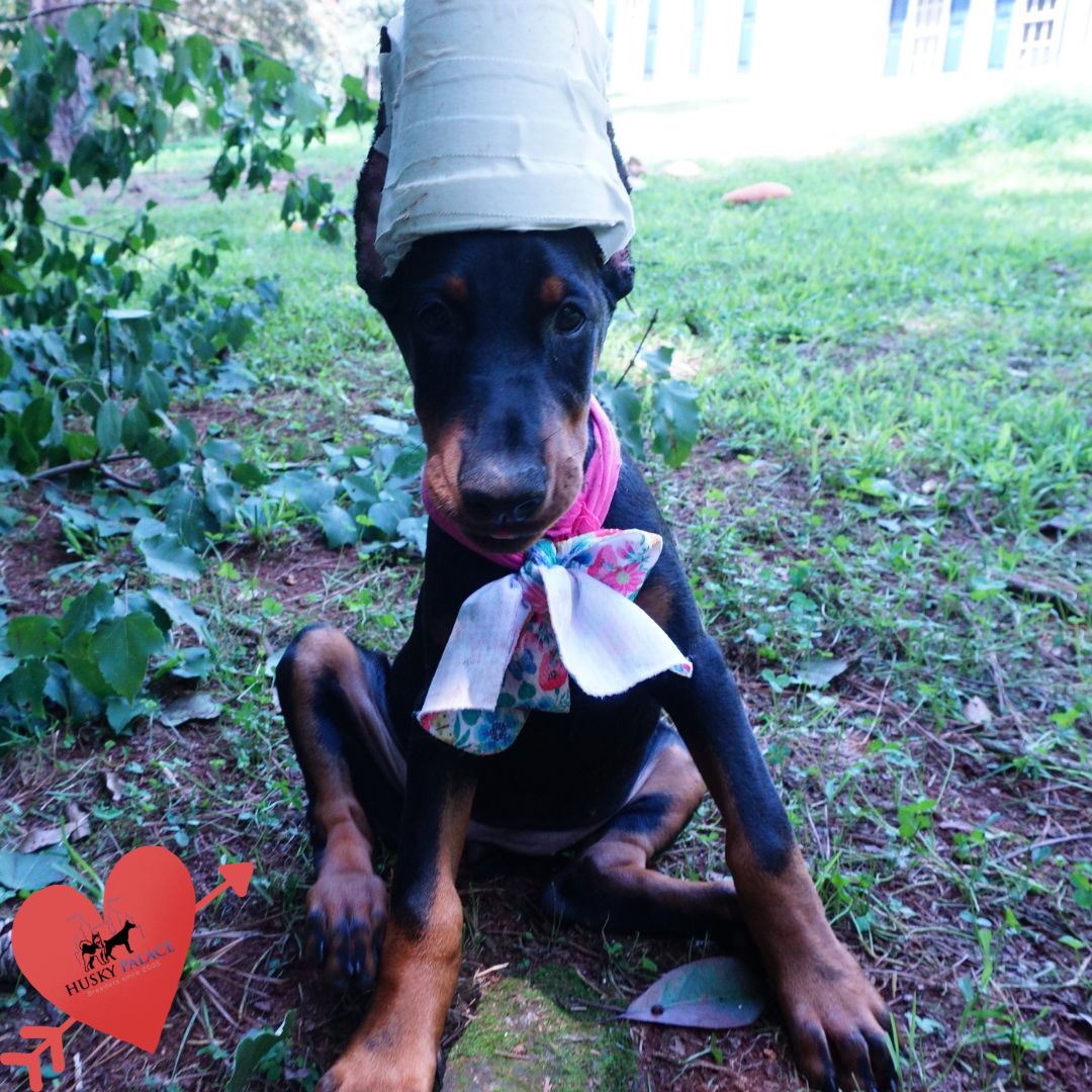 European Dobermans