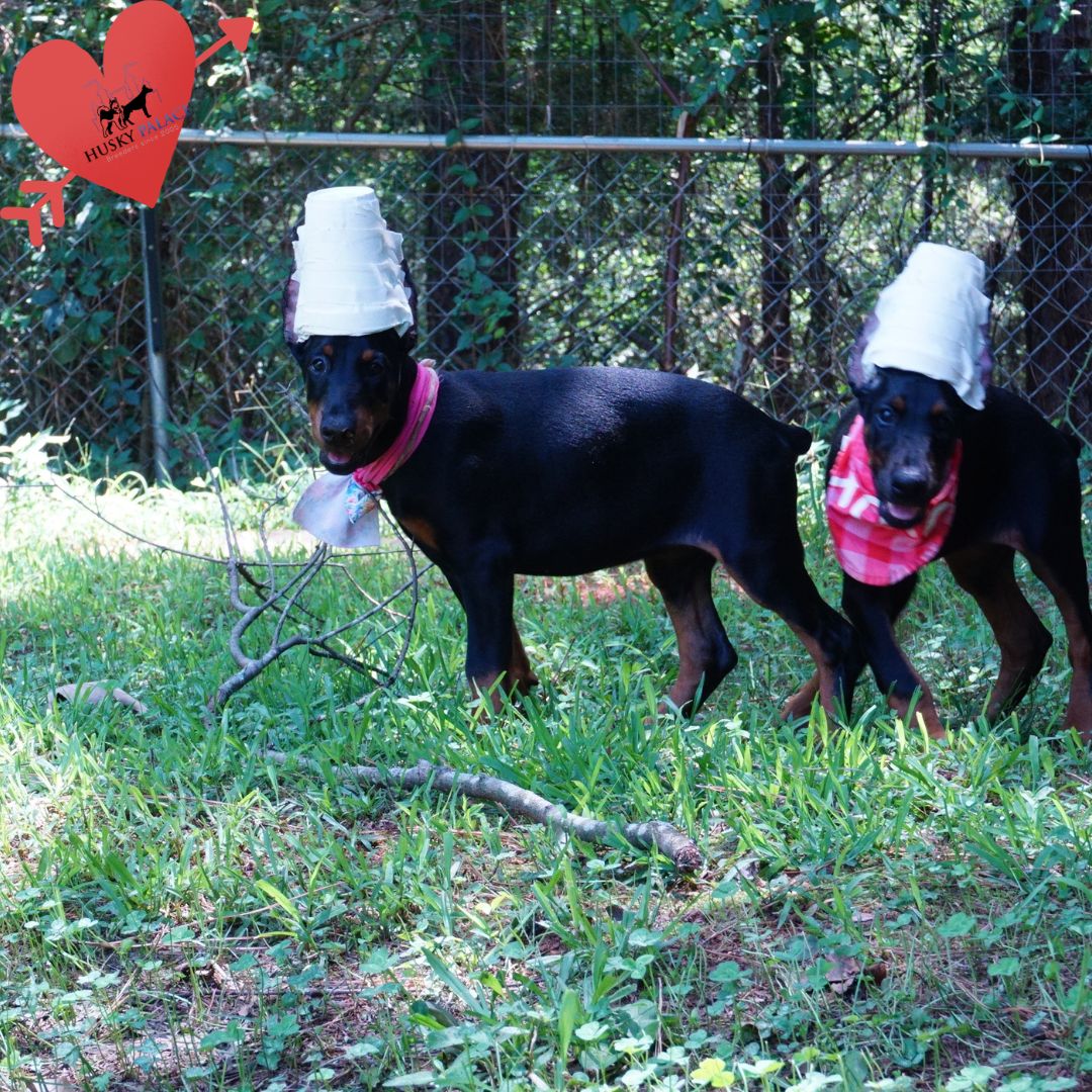 European Dobermans moreland