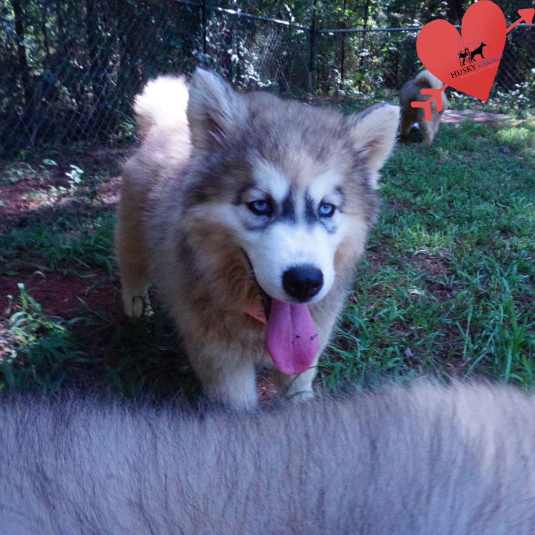 Husky Dog Breeders