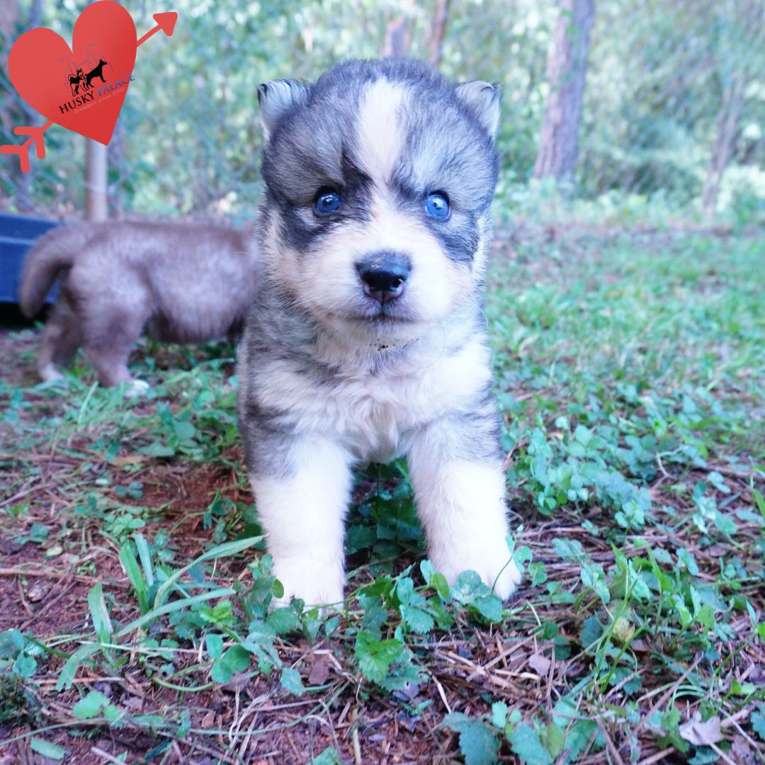 Plush Coat Husky