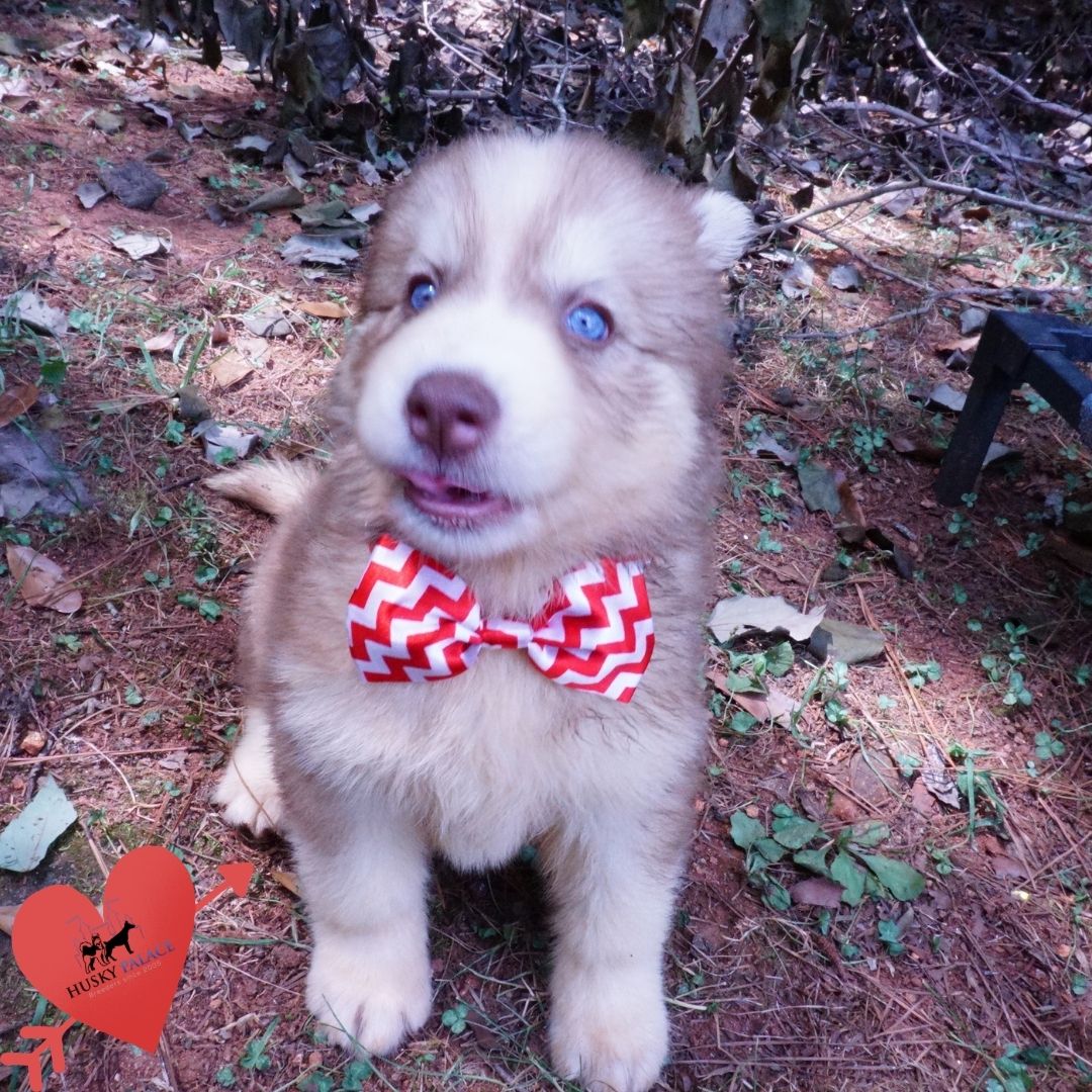 Red Female Husky