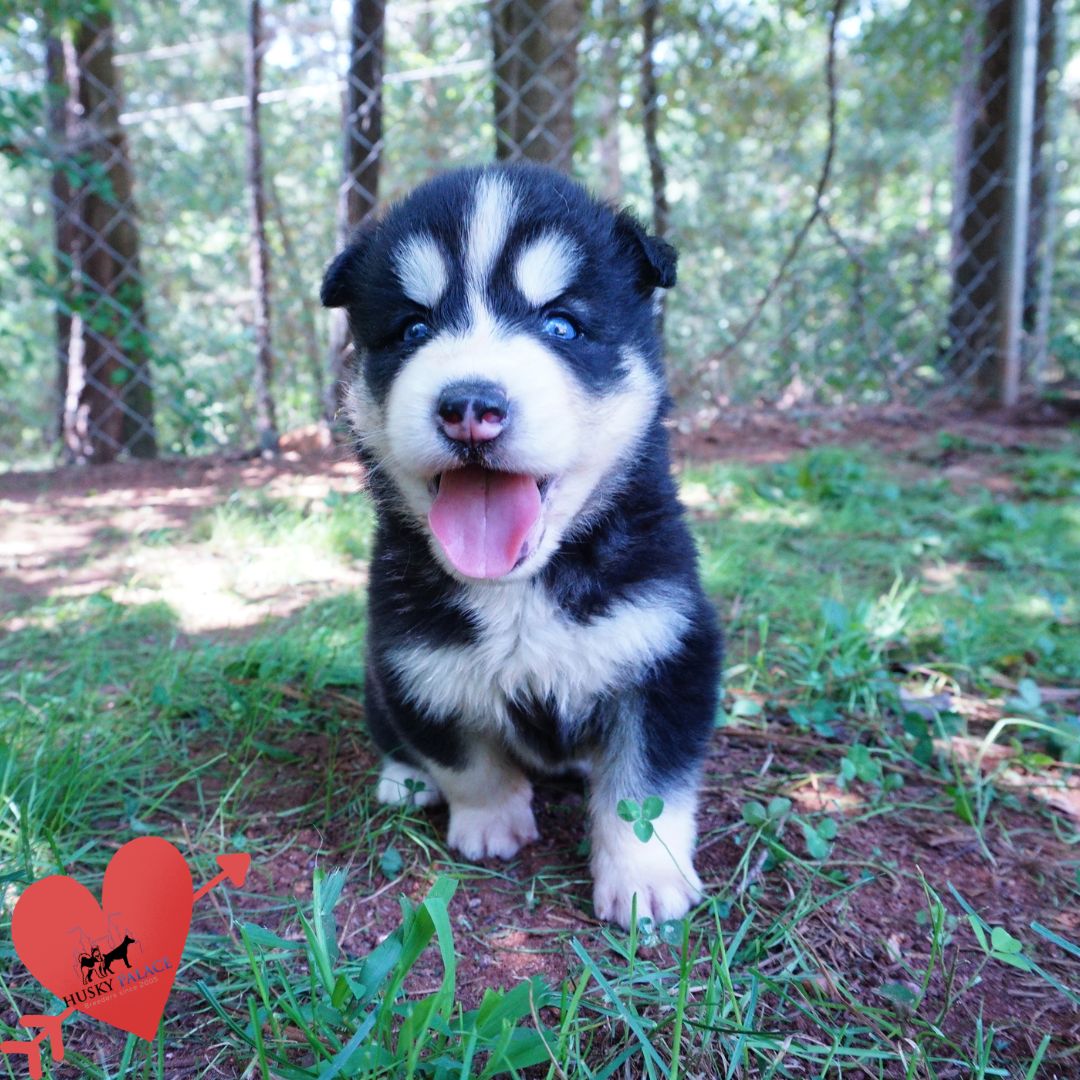 Reputable Husky Breeders