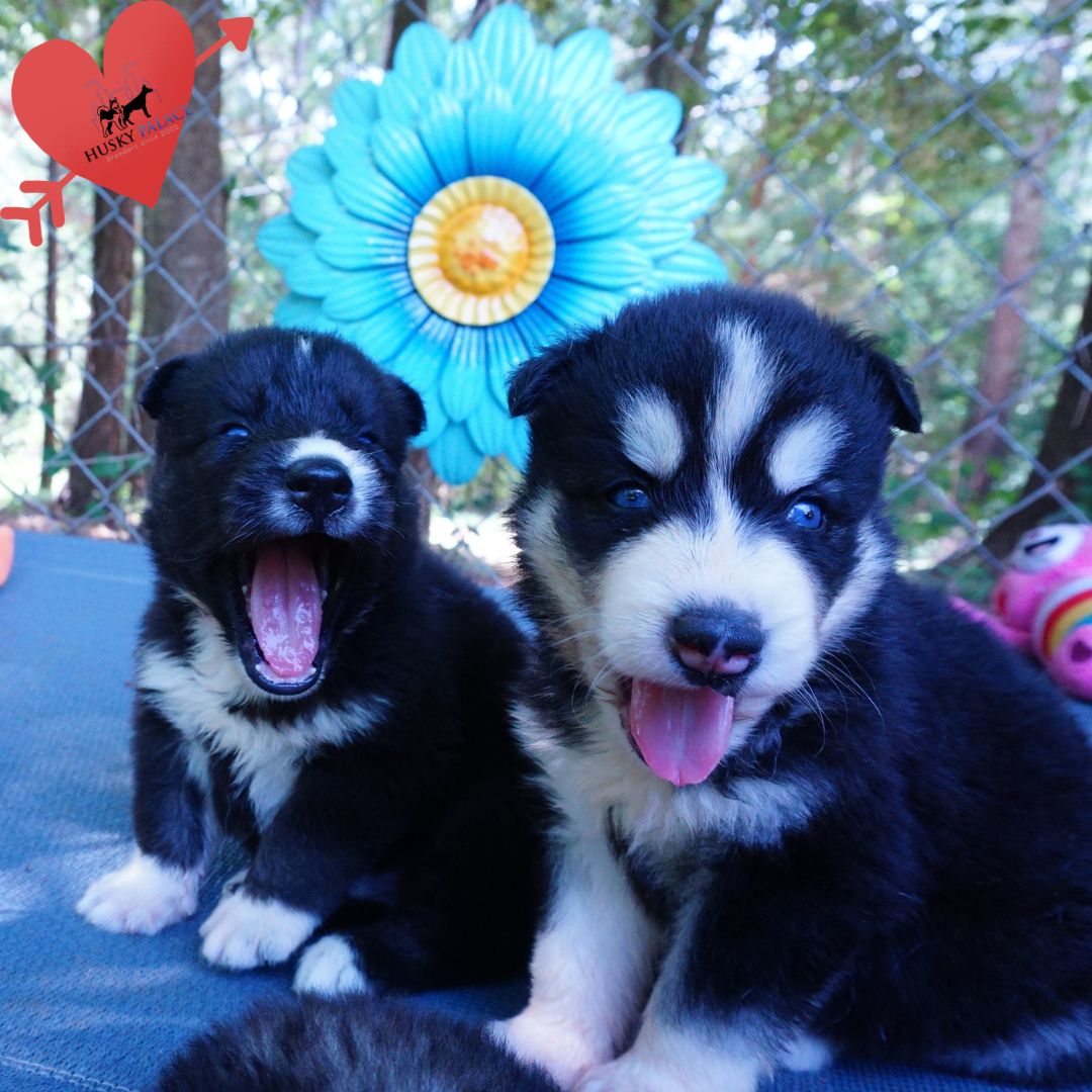 Reputable Husky Breeders