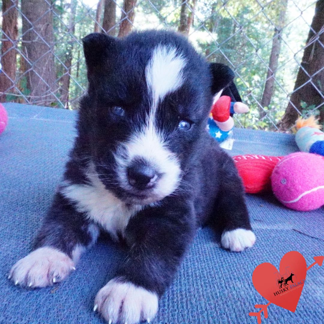 akc Agouti Husky Pup Agouti Husky Pup