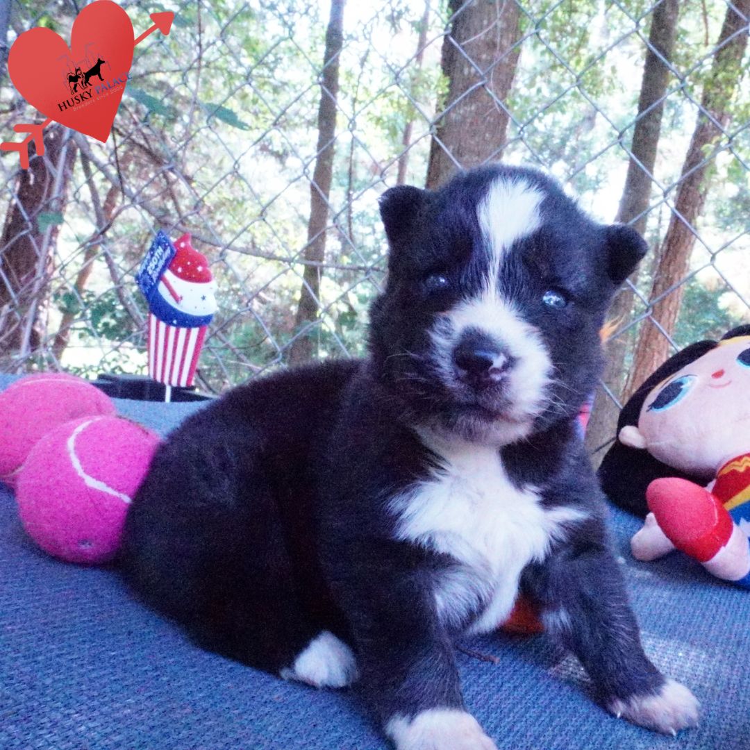 vivi Agouti Husky Pup Agouti Husky Pup