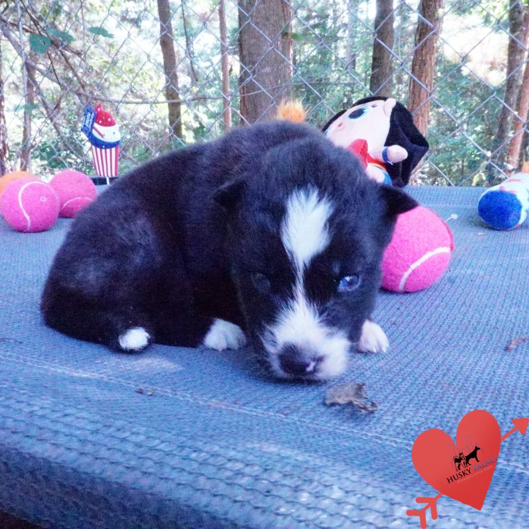 vivi, Agouti Husky Pup Agouti Husky Pup