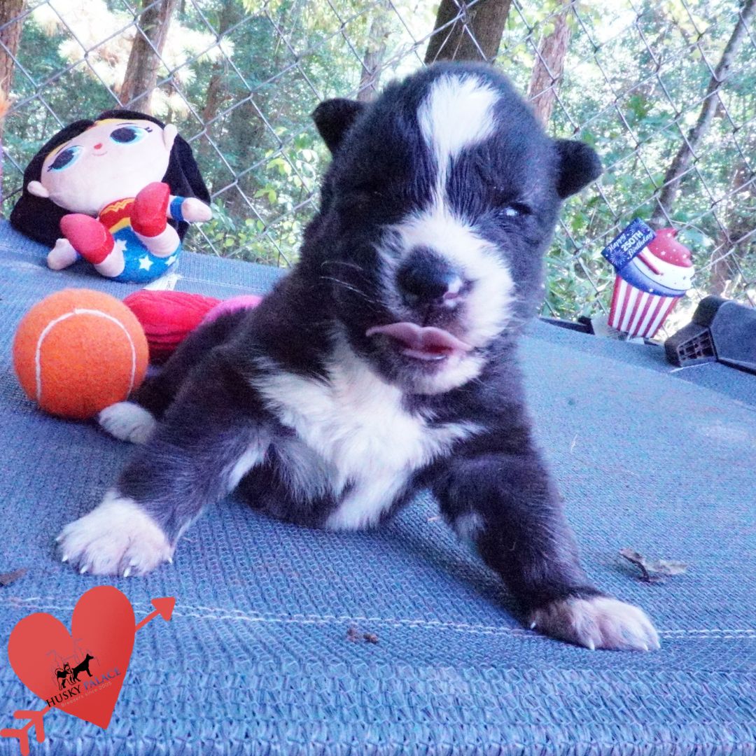 vivi – Agouti Husky Pup Agouti Husky Pup