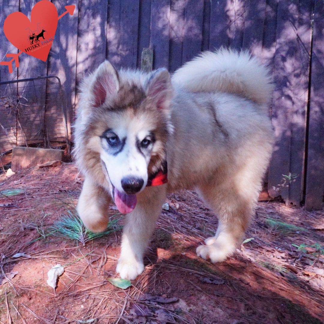 AKC Siberian Husky Puppies