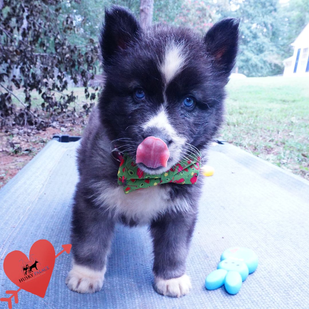 Agouti Husky Pup
